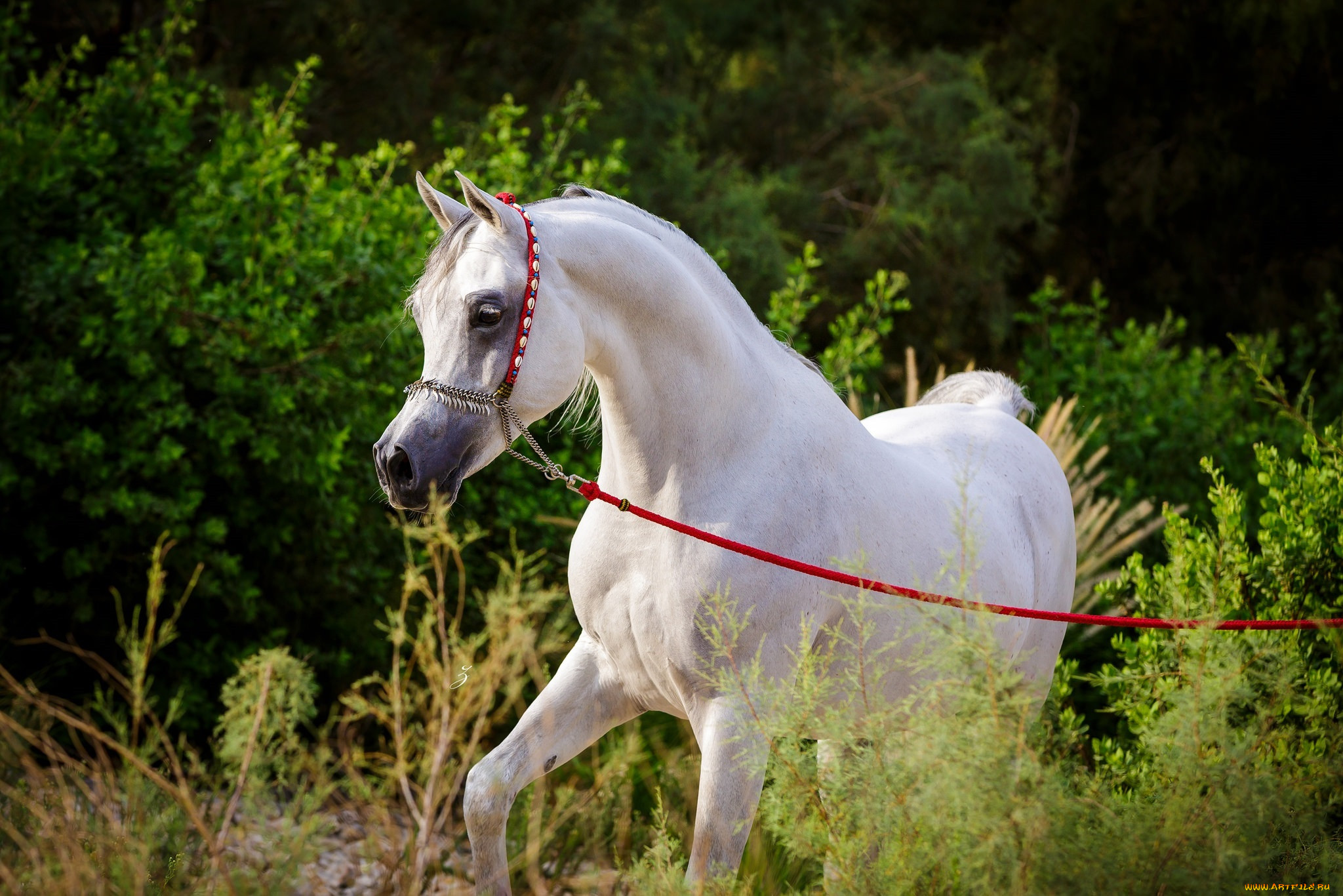 White horse. Арабская чистокровная лошадь белая. Арабский скакун. Белый арабский скакун. Арабский скакун белый +Фризкая.